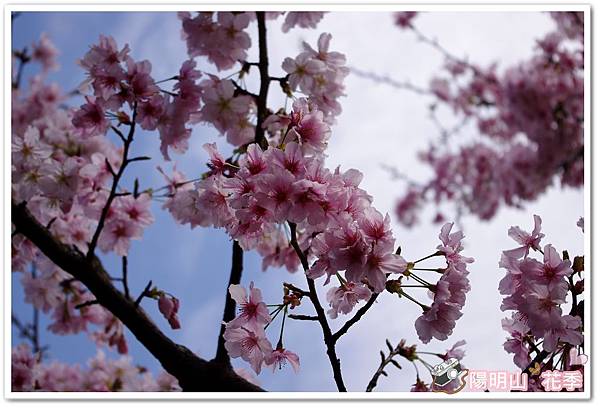 陽明山花季IMGP7088