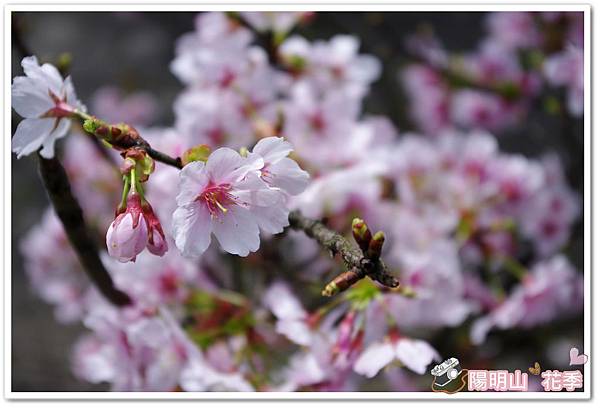 陽明山花季IMGP7100