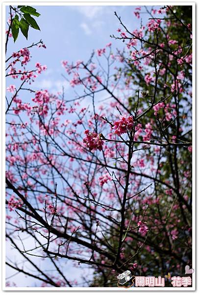 陽明山花季IMGP7130
