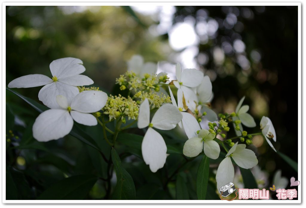 陽明山花季IMGP7137