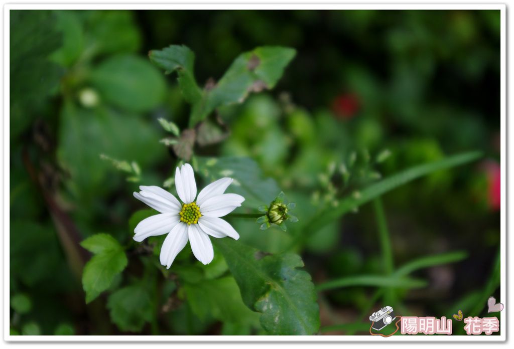 陽明山花季IMGP7162