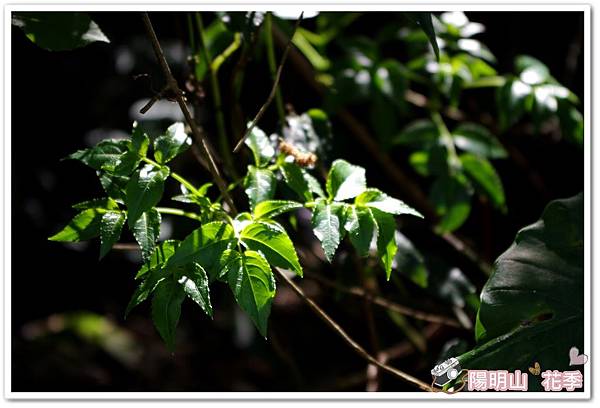 陽明山花季IMGP7168