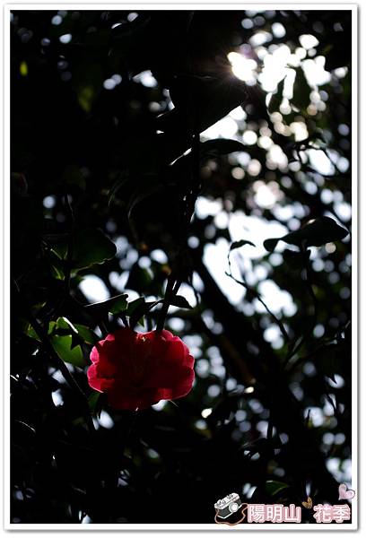 陽明山花季IMGP7172