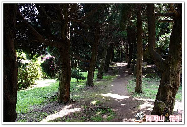 陽明山花季IMGP7204