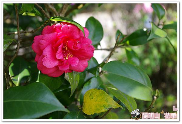 陽明山花季IMGP7225