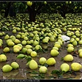 IMG_1639.jpg
