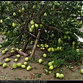 IMG_1651.jpg
