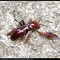 IMG_7823棕長脚蜂.jpg