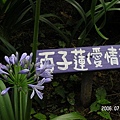 20060711-新社與薰衣草森林 (37).jpg