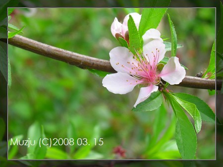 20080315-菜園風景-07.jpg