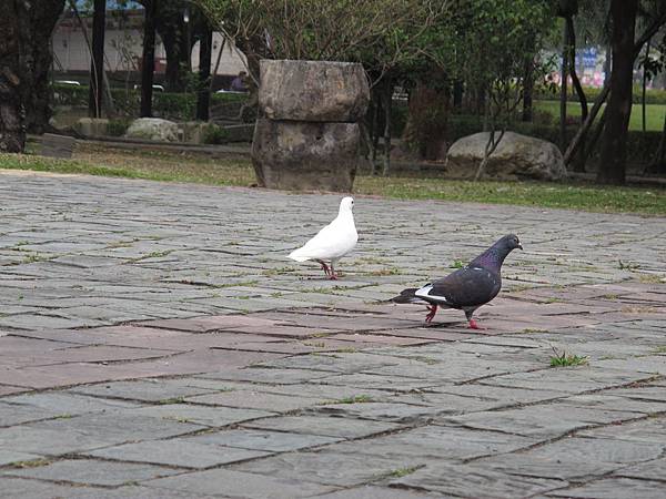 20110411-02-台中公園散步-027.JPG