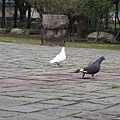 20110411-02-台中公園散步-027.JPG