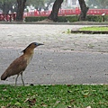 20110411-02-台中公園散步-014.JPG