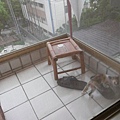 20090819-陽台View-12.JPG