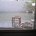 20090912-大陽台-16.JPG