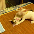 20090928-屋內屋外-12.JPG