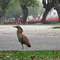 20110411-02-台中公園散步-015.JPG