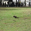 20110411-02-台中公園散步-005.JPG