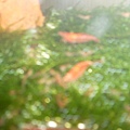 SL370523