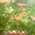 SL370524