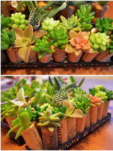 1227Succulent1.jpg