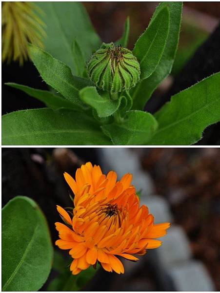 0108Calendula1.jpg