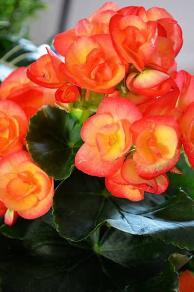 0109Begonia1.jpg