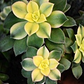 0118Succulent1.jpg