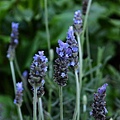 0208Lavendar1.jpg