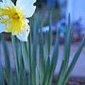 0209Daffodil1.jpg