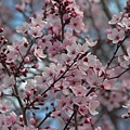 0317RedPlum1.JPG