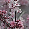 0317RedPlum7.JPG