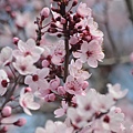 0317RedPlum25.JPG