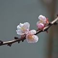 0317Apricot2.JPG