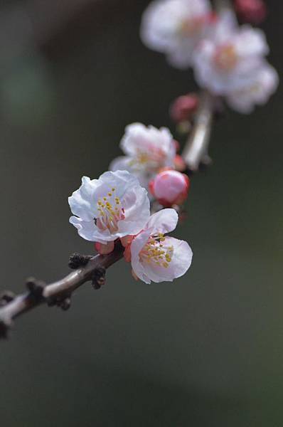 0317Apricot3.JPG