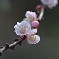 0317Apricot3.JPG