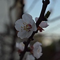 0318Apricot7.JPG