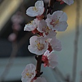 0318Apricot9.JPG