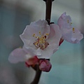 0318Apricot11.JPG