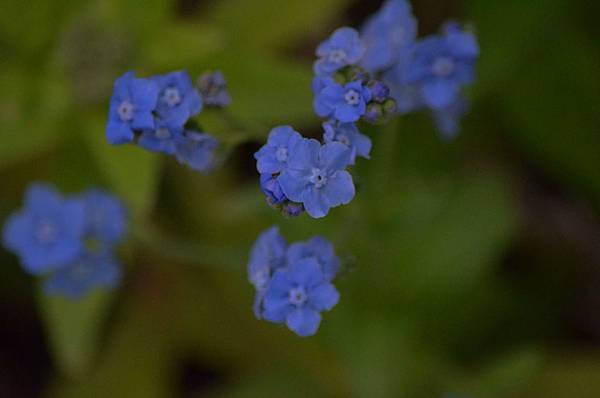 0319ForgetMeNot1.jpg