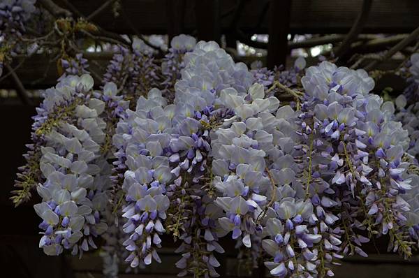 0401Wisteria2.jpg