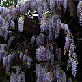 0401Wisteria8.jpg