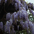 0401Wisteria9.jpg