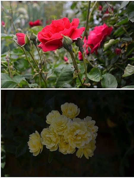 0420Roses1.jpg