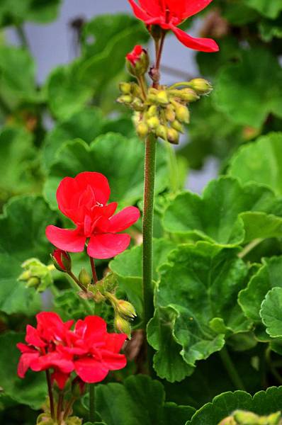 0425Geranium1.jpg