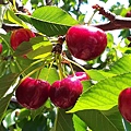 0527Cherry16.jpg