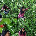 0527Cherry17.jpg