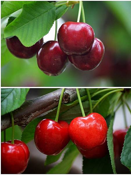 0527Cherry23.jpg