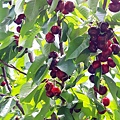 0527Cherry27.jpg