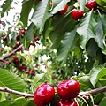 0527Cherry43.jpg